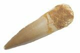 Fossil Spinosaurus Tooth - Real Dinosaur Tooth #222576-1